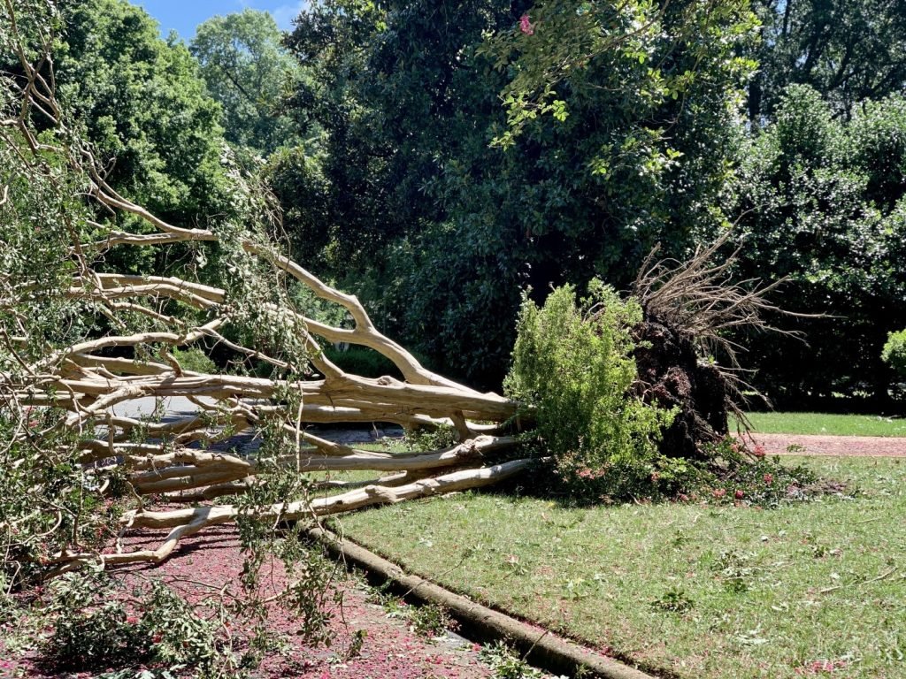 a tree fell down from the roots during tropical st 2026 03 17 14 46 50 utc Large