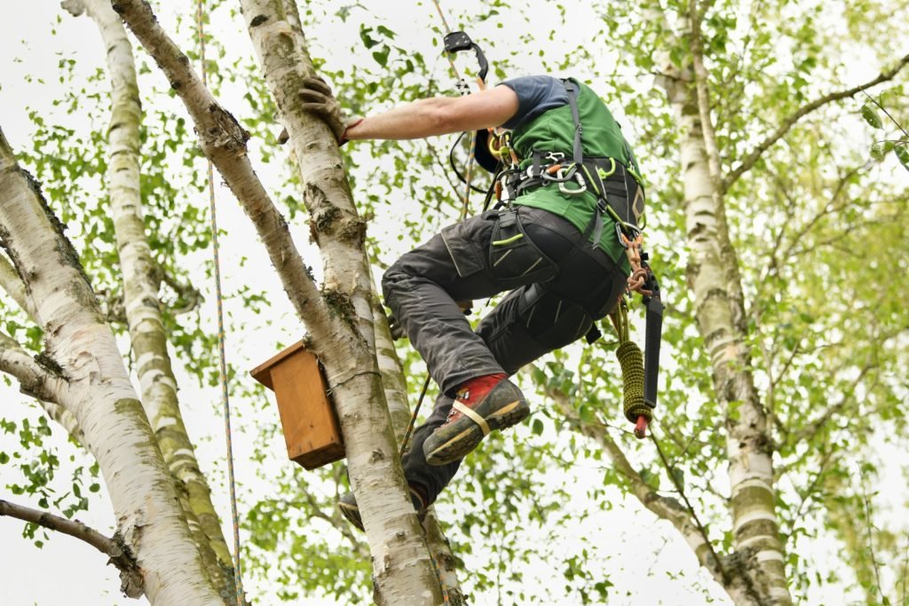 arborist climbs tree beside wooden birdhouse 2026 03 17 08 21 12 utc Large