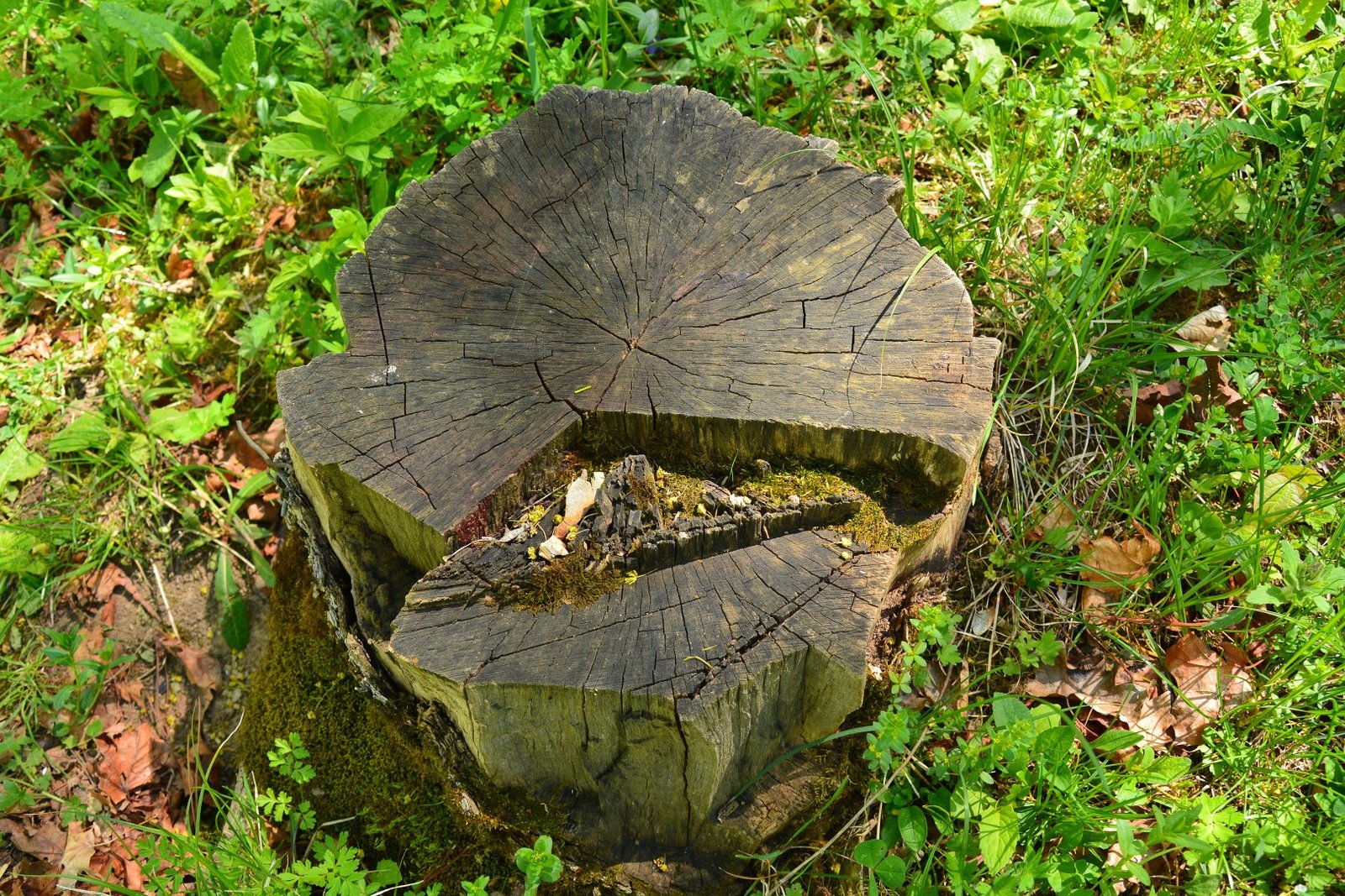 decaying tree trunk covered in moss in the forest 2026 01 09 14 24 20 utc Large