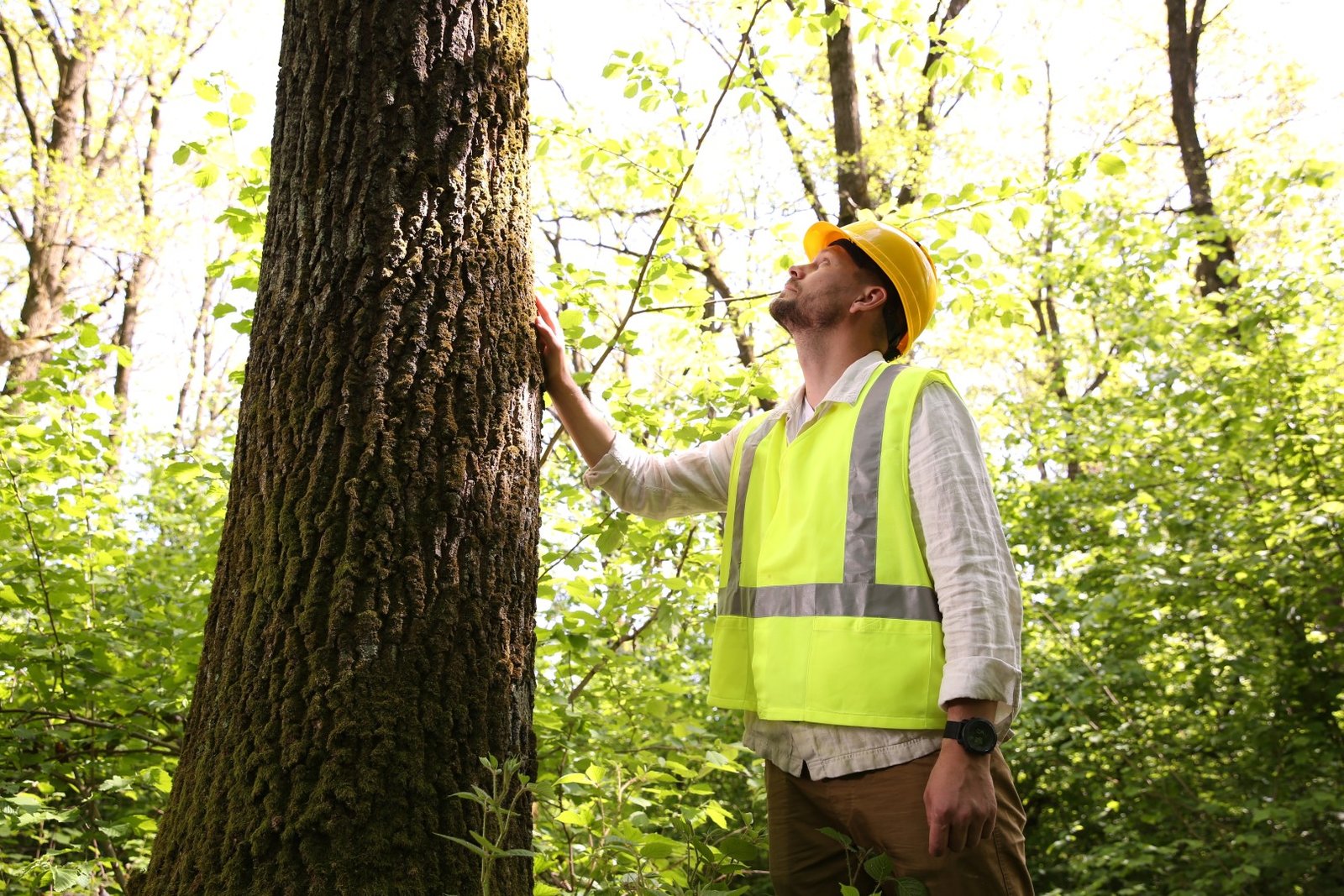 forester in hard hat examining tree in forest 2026 07 24 22 13 19 utc Large