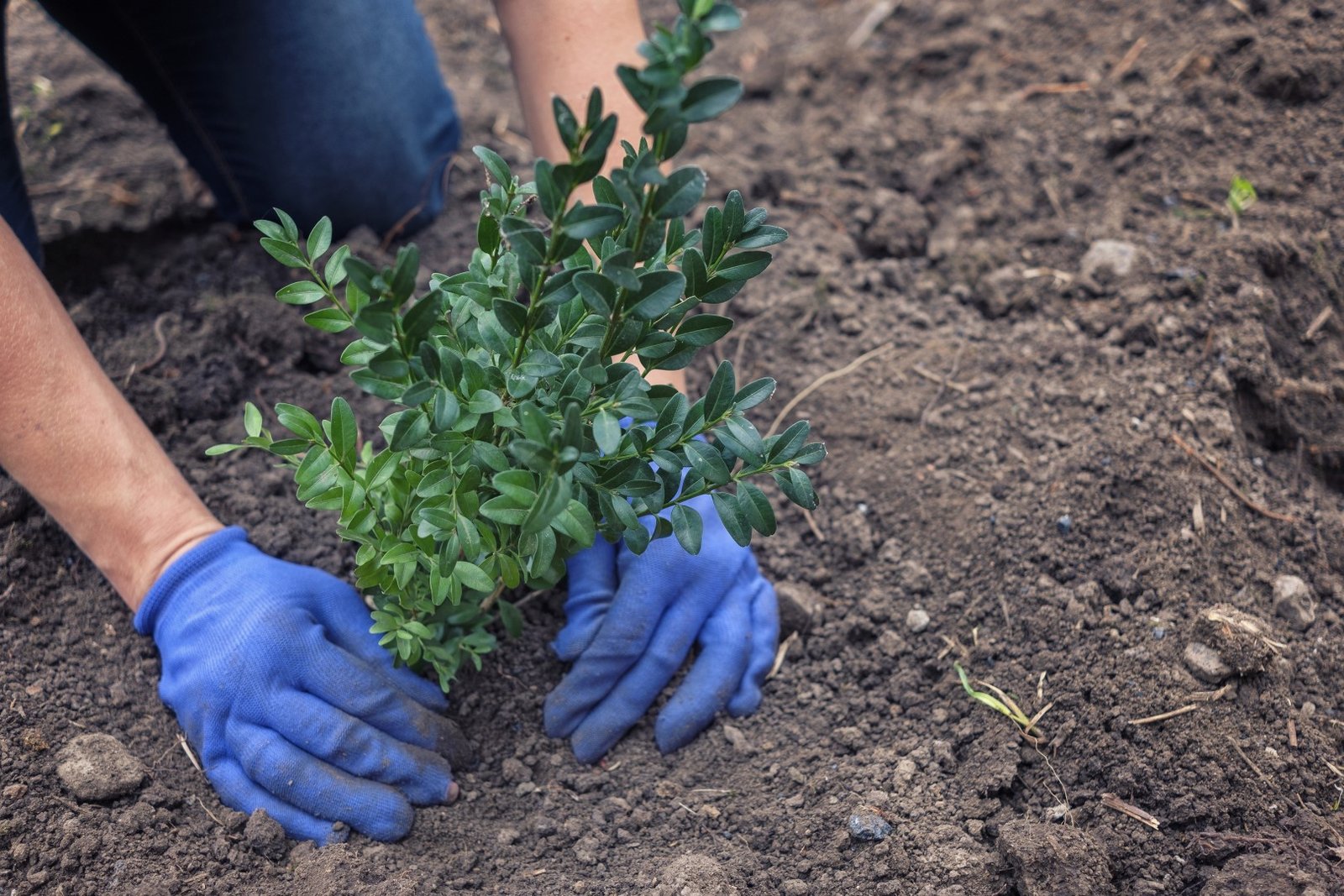 gardener planting a shrub in a garden 2026 01 07 02 28 40 utc Large
