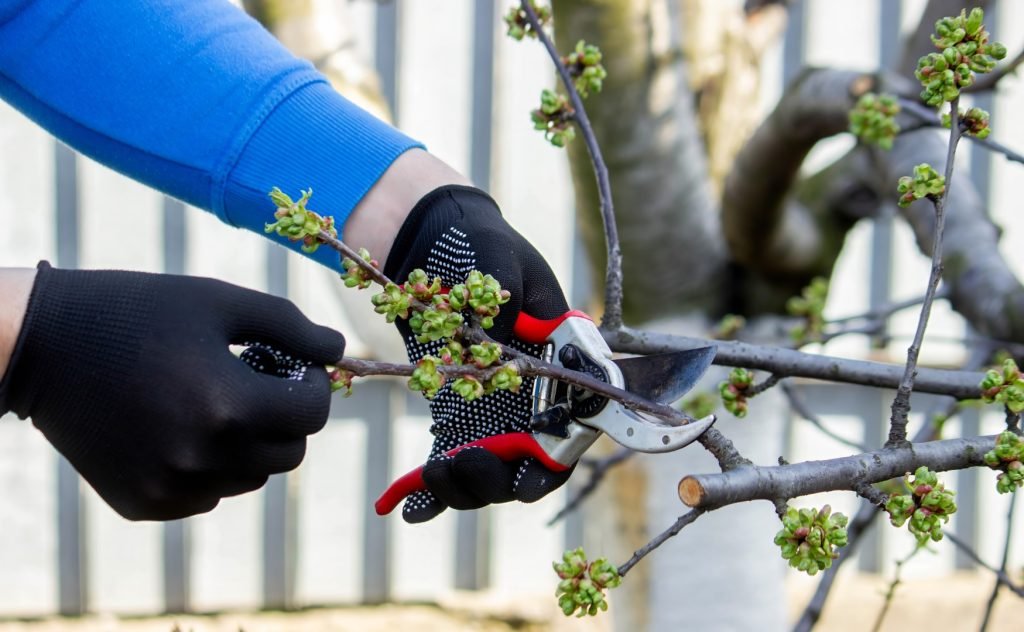 gardener pruning trees with garden shears secateu 2026 03 25 04 20 48 utc Large