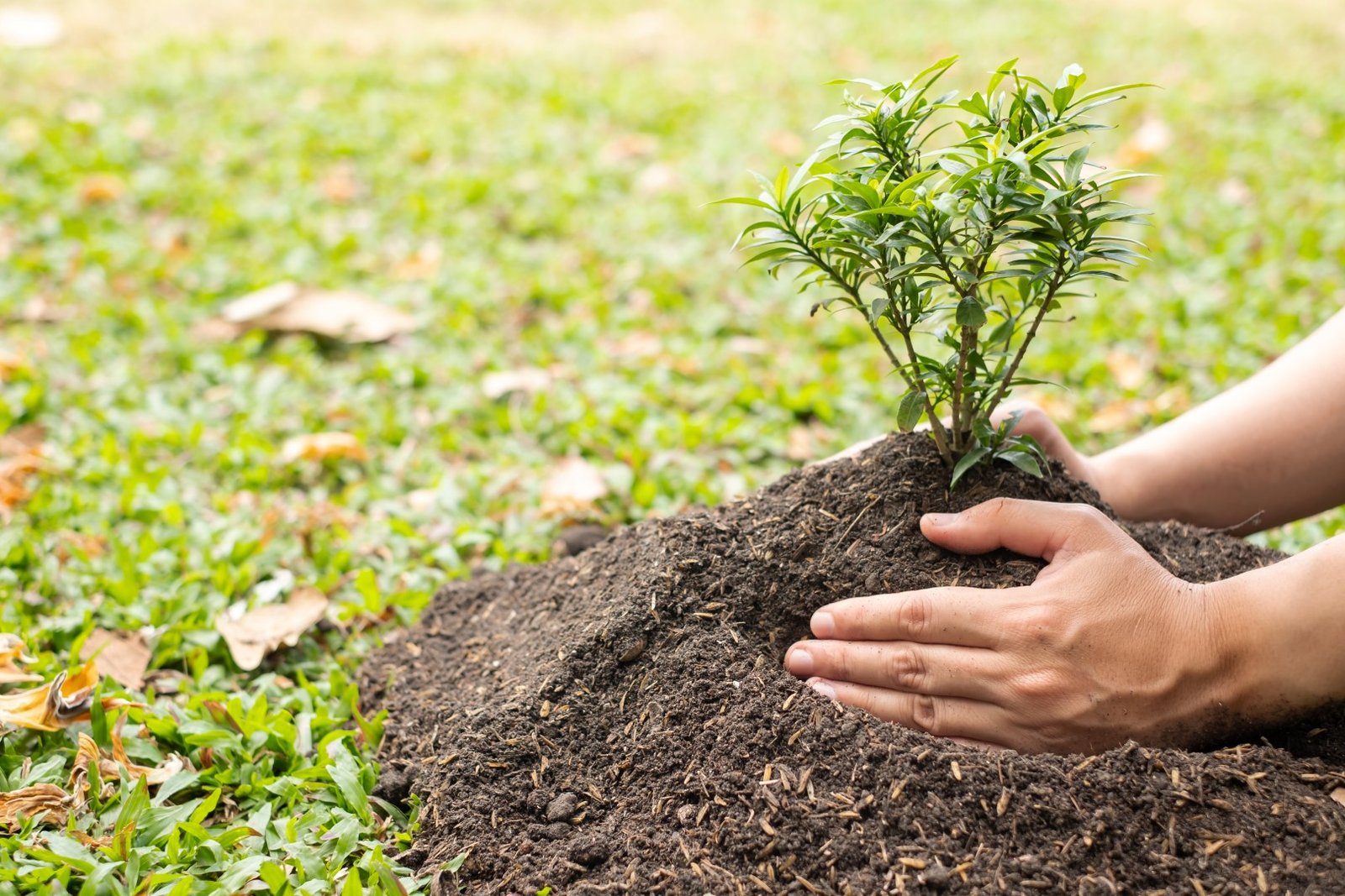 hands planting young tree in grassy field 2026 03 17 14 48 12 utc Large