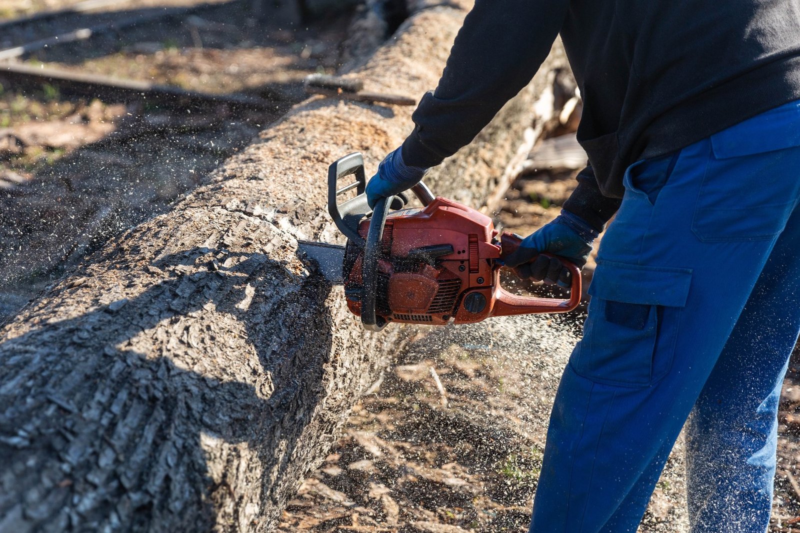 lumberjack cutting tree trunk with chainsaw outdoo 2026 01 08 06 25 15 utc Large