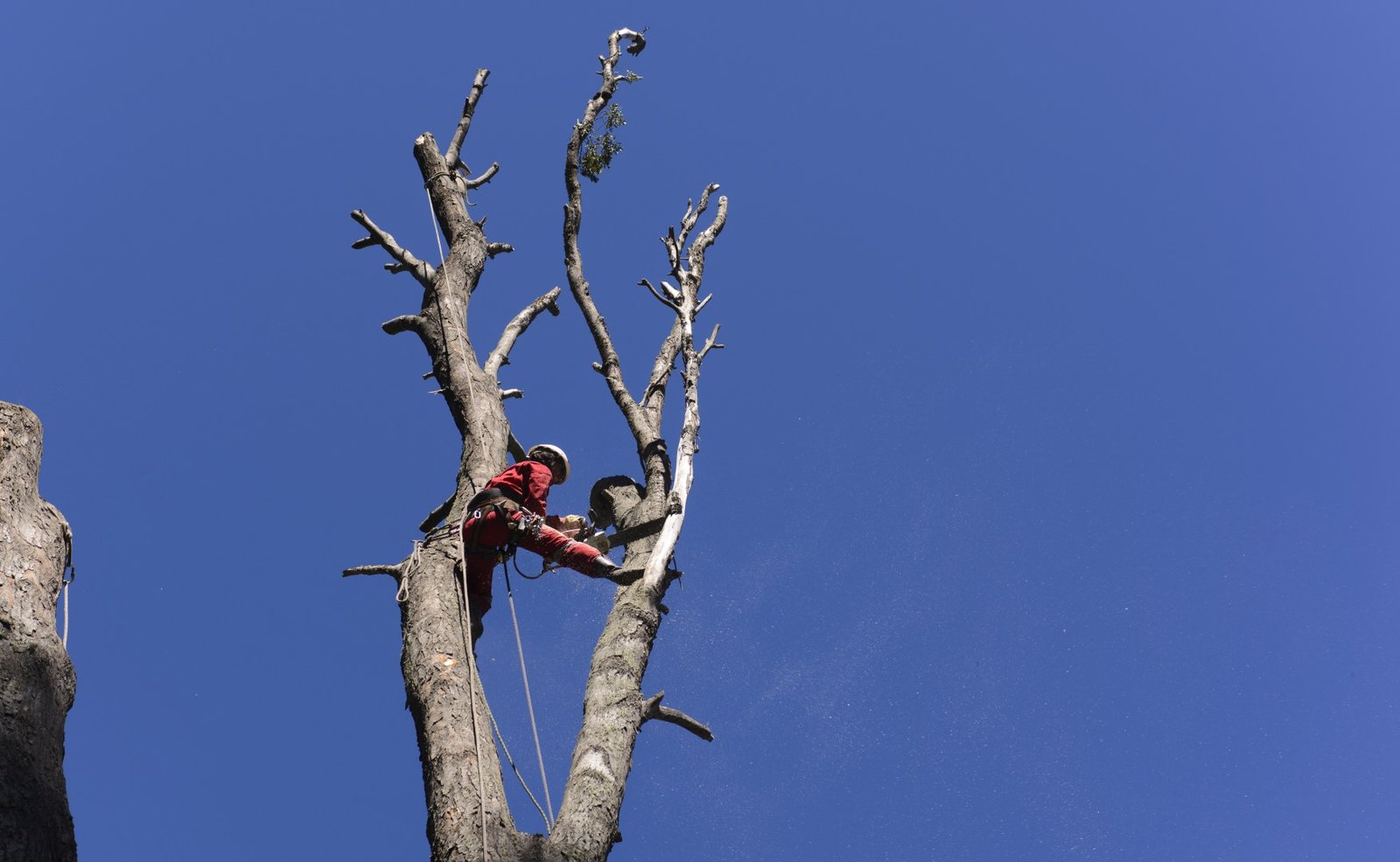 man in red suit pruning tree in daytime 2026 01 11 09 37 24 utc Large