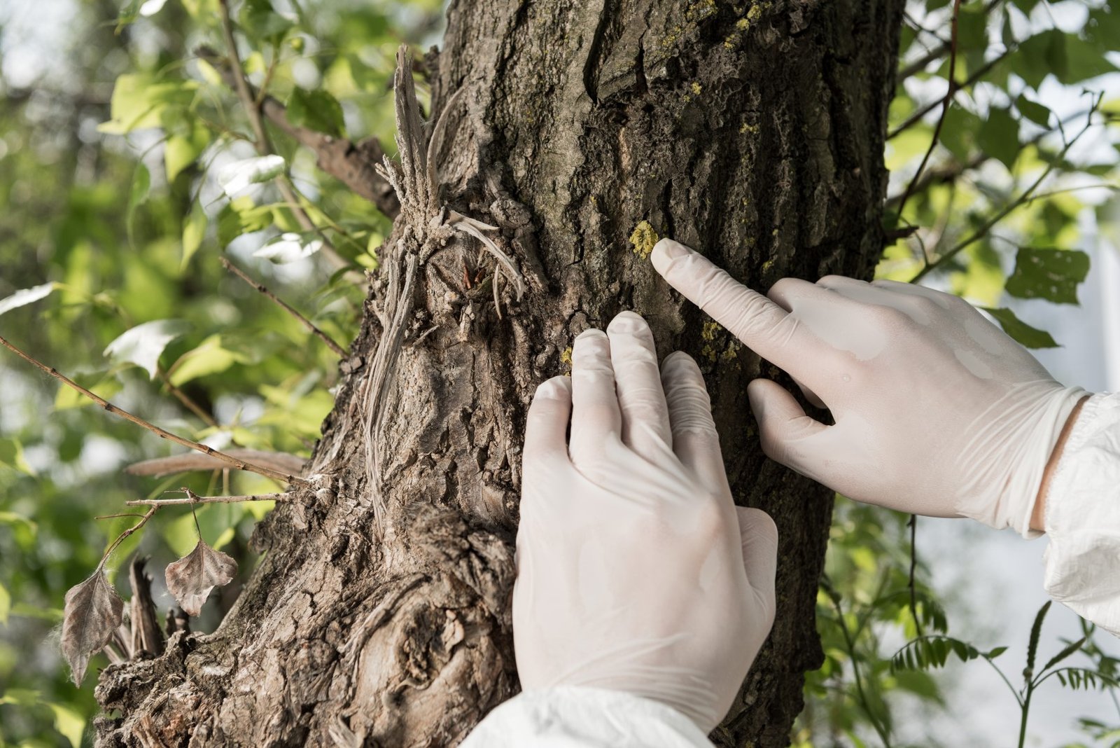 partial view of ecologist in latex gloves touching 2026 01 06 00 46 05 utc Large