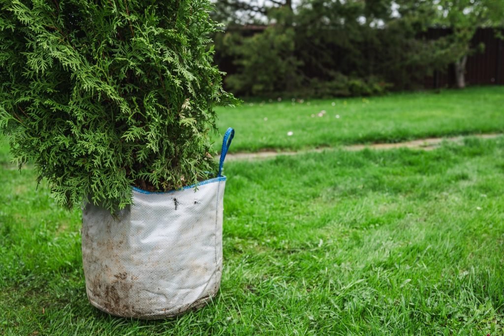 root ball of thuja tree in transport container clo 2026 07 20 21 14 09 utc Large
