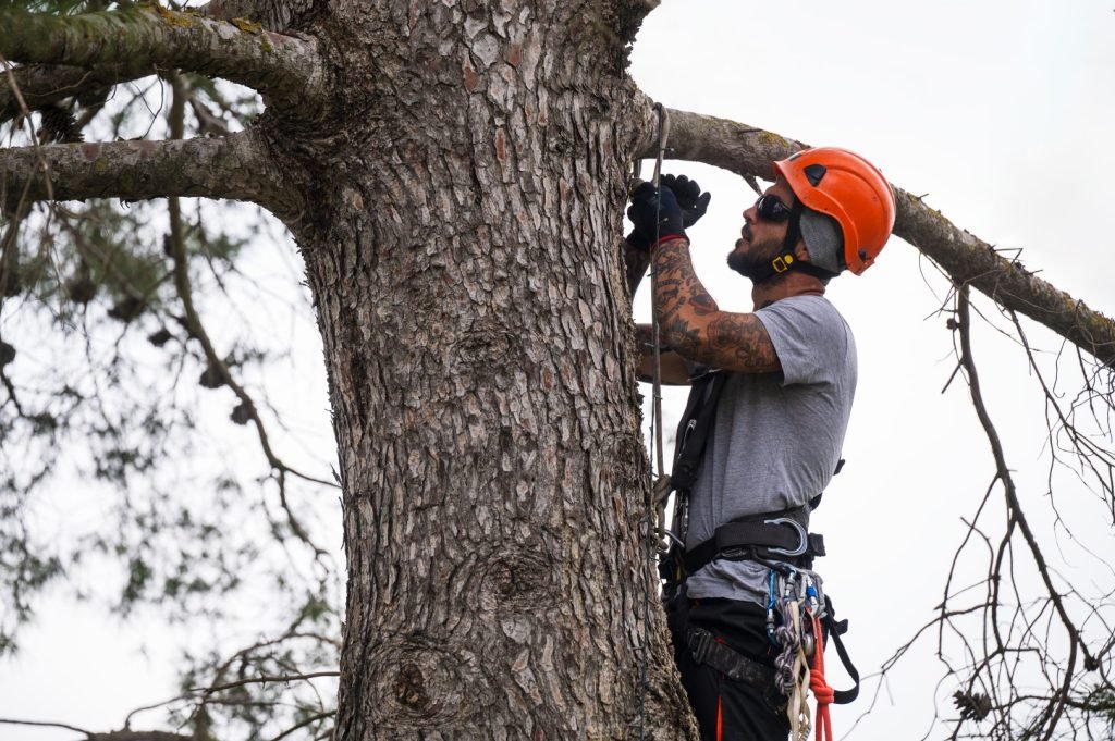 rope access technician pruning trees using special 2026 01 08 02 17 56 utc Large