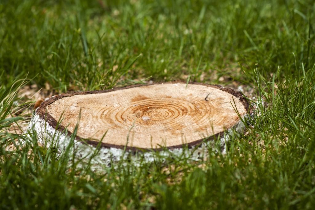 stump of a tree in green grass 2026 01 06 09 55 16 utc Large