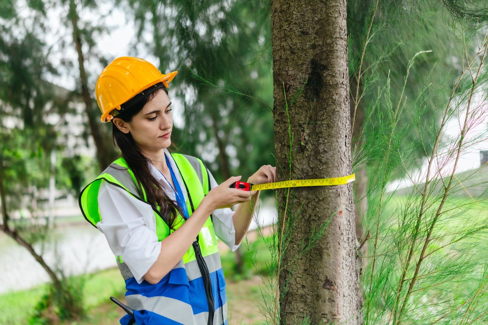 woman measures tree circumference for growth data 2026 01 11 11 10 25 utc Large