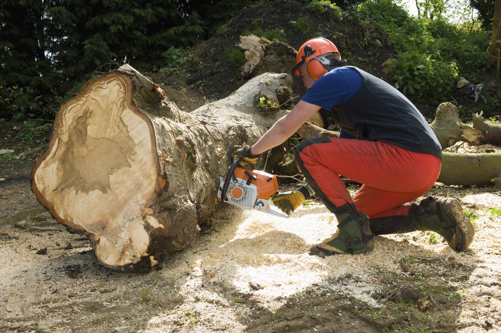 woodsman cutting fallen tree with chainsaw outside 2026 03 25 01 48 48 utc Large