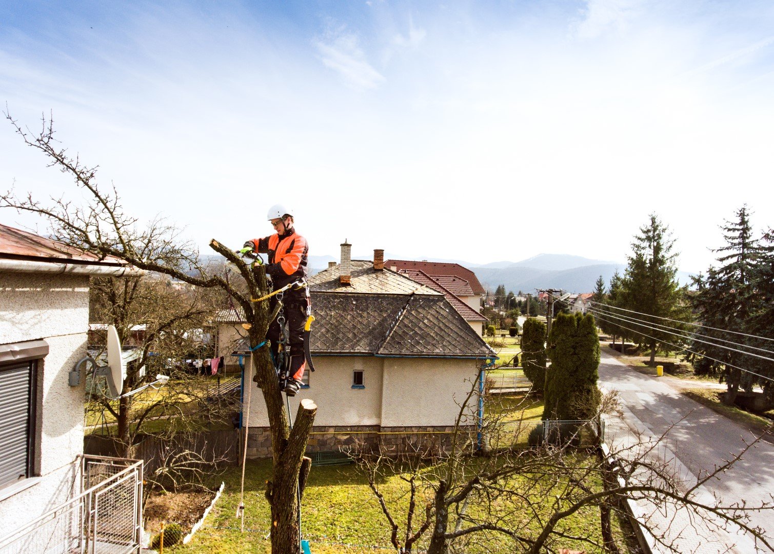 worker pruning tree with chainsaw in suburban sett 2026 03 10 03 11 27 utc Large