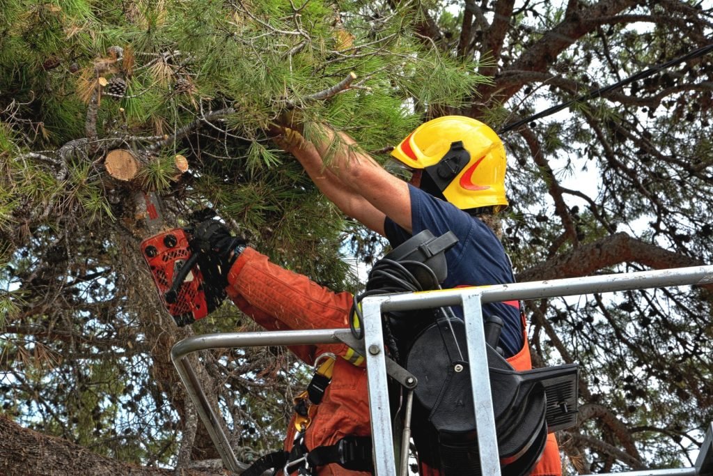 workers using chainsaw on lift pruning tree limbs 2026 01 07 07 21 32 utc Large